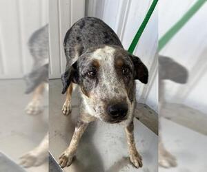 Collie Dogs for adoption in Bakersfield, CA, USA