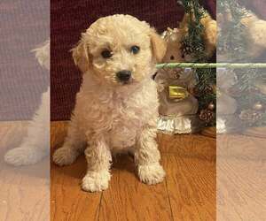 Pomeranian Dogs for adoption in HOPKINSVILLE/PRINCETON, KY, NH, USA