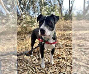American Pit Bull Terrier Dogs for adoption in Chula Vista, CA, USA