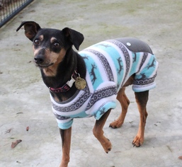 Miniature Pinscher Dogs for adoption in Priest River, ID, USA