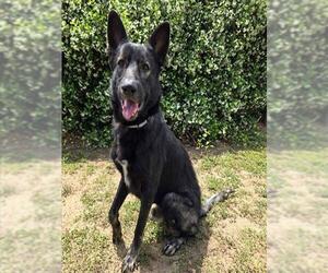 German Shepherd Dog Dogs for adoption in Ocala, FL, USA