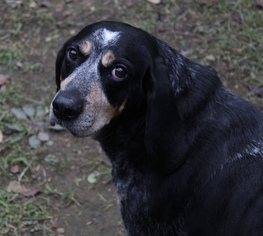 Bluetick Coonhound Dogs for adoption in Mechanicsburg, PA, USA