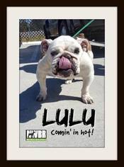Medium Photo #1 Bulldog Puppy For Sale in Woodinville, WA, USA