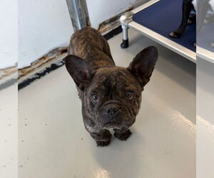 French Bulldog-Unknown Mix Dogs for adoption in Chico, CA, USA