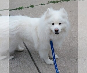 Samoyed Dogs for adoption in Northfield, OH, USA