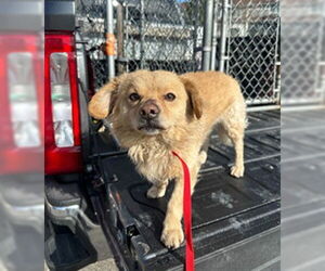 Chiranian Dogs for adoption in Ogden, UT, USA
