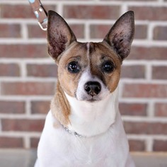 Jack Russell Terrier Dogs for adoption in Pensacola, FL, USA