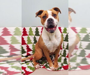 Boxer-Mastiff Mix Dogs for adoption in Lake City, MI, USA
