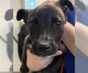 Mutt Dogs for adoption in Houston, TX, USA