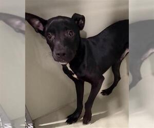 Mutt Dogs for adoption in Bakersfield, CA, USA