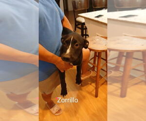 American Pit Bull Terrier-Labrador Retriever Mix Dogs for adoption in Oak Bluffs, MA, USA