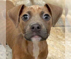 Mutt Dogs for adoption in Jefferson, WI, USA