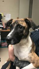 Mountain Cur Dogs for adoption in Johnson City, TN, USA