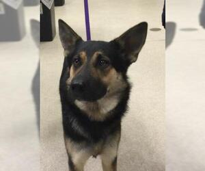German Shepherd Dog Dogs for adoption in Riverside, CA, USA