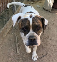 American Bulldog Dogs for adoption in Apple Valley, CA, USA