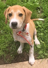 Beagle-Unknown Mix Dogs for adoption in Southeastern, PA, USA