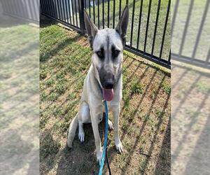 German Shepherd Dog Dogs for adoption in Riverside, CA, USA