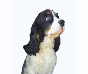 Cocker Spaniel Dogs for adoption in Seaford, DE, USA