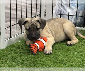 Bulldog-Unknown Mix Dogs for adoption in Sanford, FL, USA