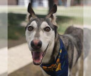 Siberian Husky Dogs for adoption in San Antonio, TX, USA