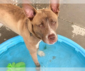 Australian Kelpie-Unknown Mix Dogs for adoption in Tulsa, OK, USA