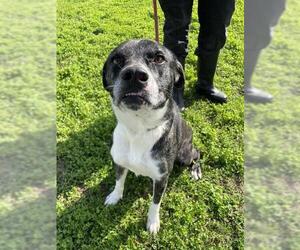 Mutt Dogs for adoption in Corpus Christi, TX, USA