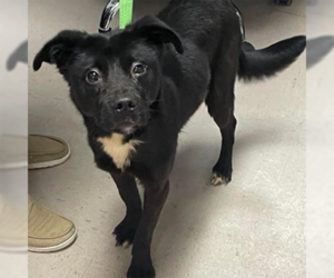 Australian Shepherd-Unknown Mix Dogs for adoption in Newfoundland, PA, USA