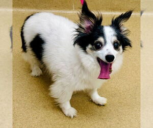 Chiranian Dogs for adoption in Derwood, MD, USA