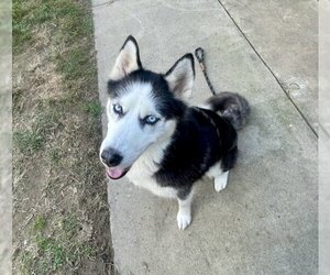 Siberian Husky Dogs for adoption in Easton, MD, USA