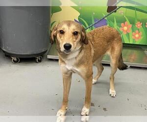 Labrador Retriever-Unknown Mix Dogs for adoption in Waco, TX, USA
