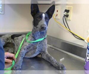 Australian Cattle Dog Dogs for adoption in Sacramento, CA, USA