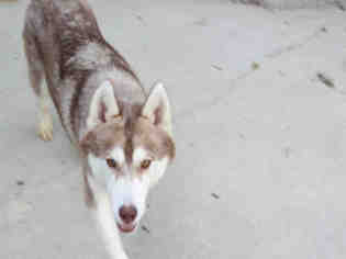 Siberian Husky Dogs for adoption in Bowling Green, OH, USA
