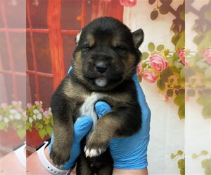 Mutt Dogs for adoption in San Bernardino, CA, USA