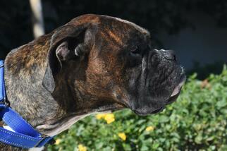 Boxer Dogs for adoption in Alameda, CA, USA