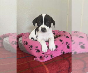 Bogle Dogs for adoption in Osgood, IN, USA