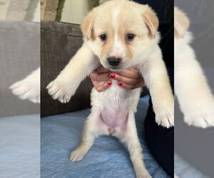 Mutt Dogs for adoption in Minneapolis, MN, USA