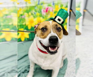 Mutt Dogs for adoption in Manahawkin, NJ, USA