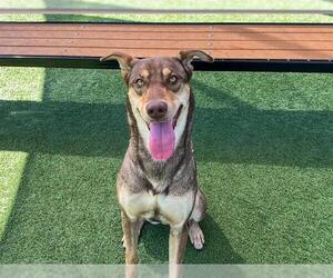 Doberman Pinscher Dogs for adoption in Orange, CA, USA