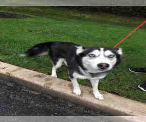 Siberian Husky Dogs for adoption in Crystal Lake , IL, USA