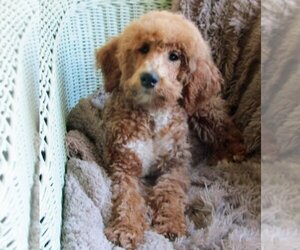 Goldendoodle (Miniature) Dogs for adoption in Grovertown, IN, USA