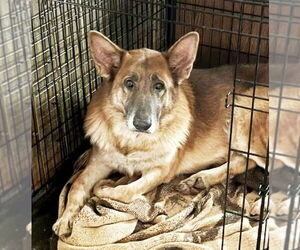 German Shepherd Dog Dogs for adoption in Rootstown, OH, USA