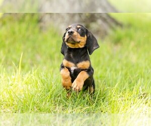 Mutt Dogs for adoption in Raleigh, NC, USA