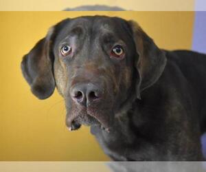 Labloodhound Dogs for adoption in Aurora, CO, USA