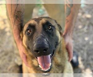 German Shepherd Dog Dogs for adoption in Tulsa, OK, USA