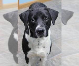 Lab-Pointer Dogs for adoption in Neillsville, WI, USA