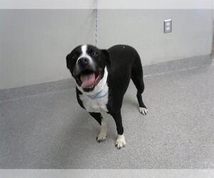 Labrador Retriever-Unknown Mix Dogs for adoption in Pasadena, TX, USA