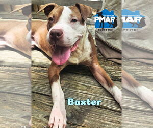 American Pit Bull Terrier-Unknown Mix Dogs for adoption in Binghamton, NY, USA