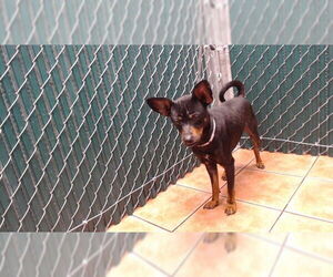 Chihuahua Dogs for adoption in Downey, CA, USA