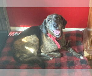 Labrador Retriever-Plott Hound Mix Dogs for adoption in Bethesda, MD, USA