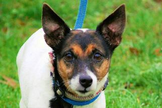 Jack Russell Terrier Dogs for adoption in Chesapeake City, MD, USA